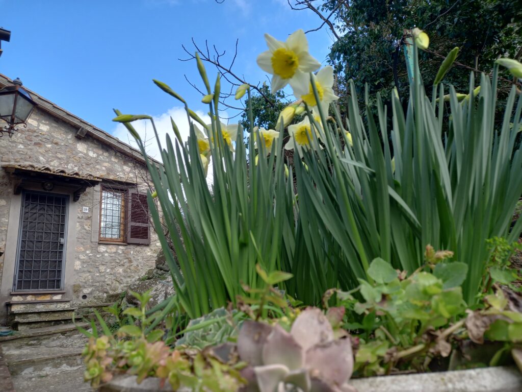 Bello Stare fioritura di narcisi appartamento, primavera, fiori narcisi