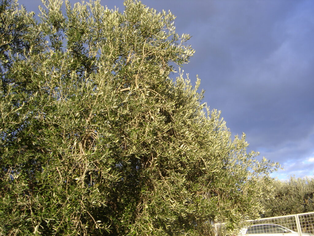 DSC01791