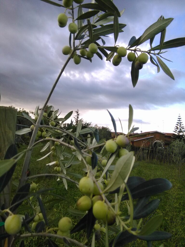 olive bianchera