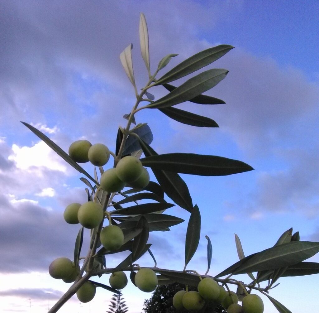 olive bianchera