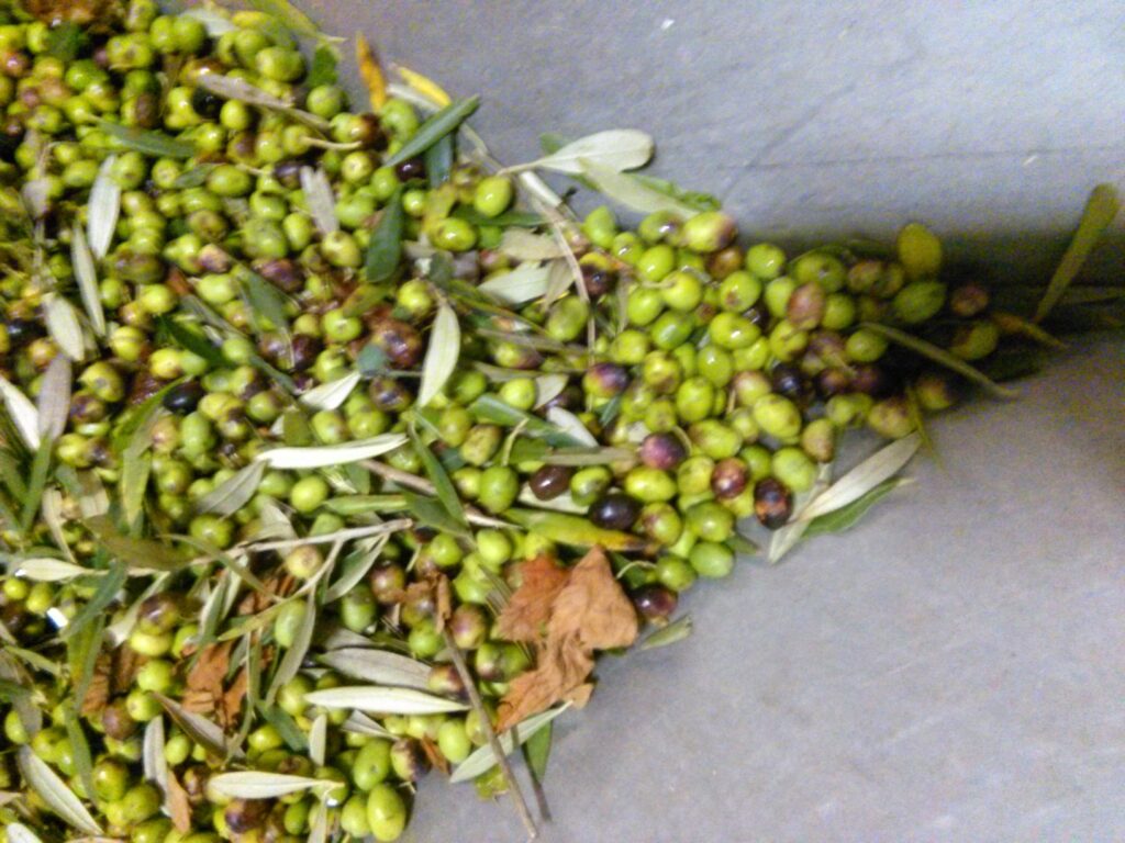 olive al frantoio