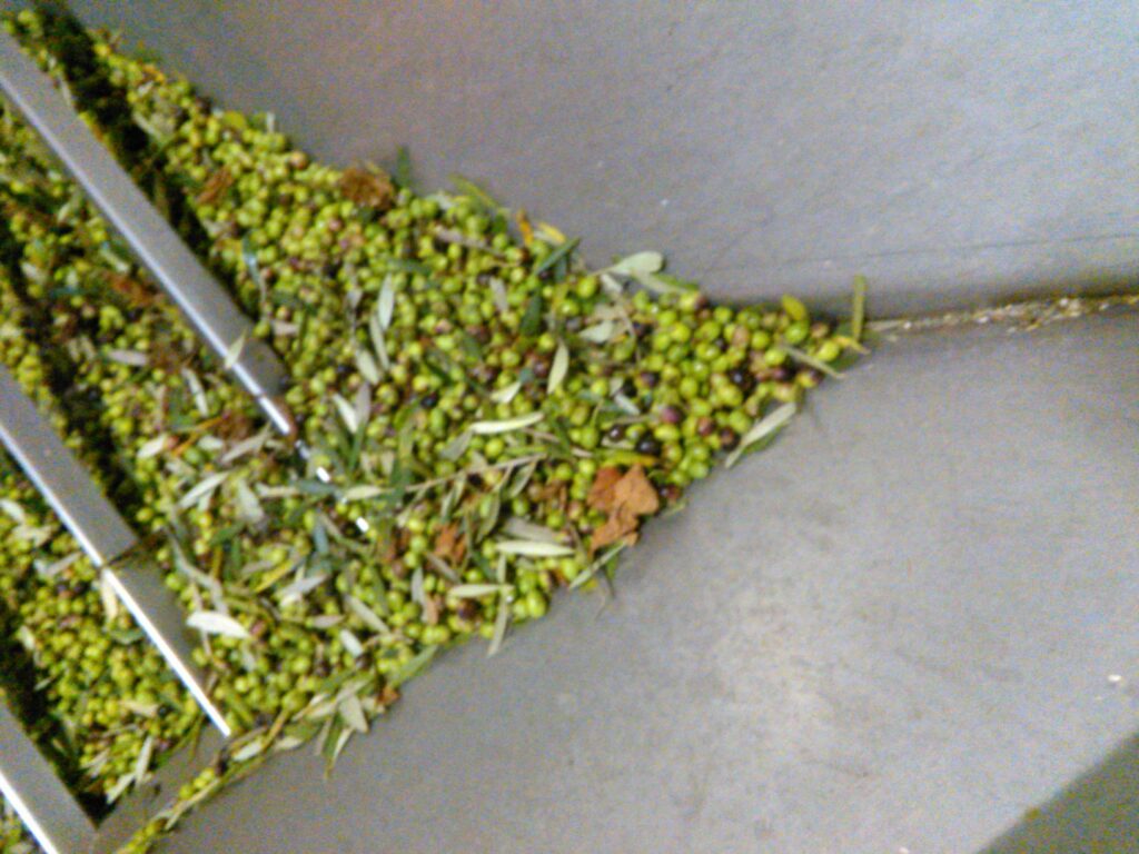 olive al frantoio