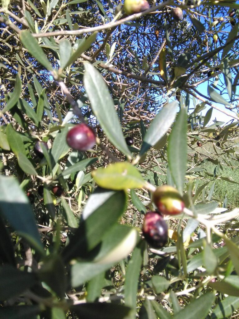 olive canino