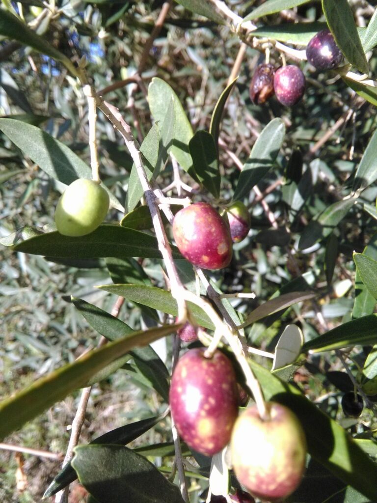 canino olive